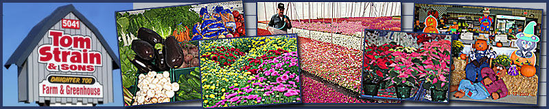 Tom Strain & Sons and Daughter Too! Farm Market and Garden Center serving the Toledo, Ohio area with plants, vegetables, fruits, Christmas trees, poinsettias and gardening supplies.